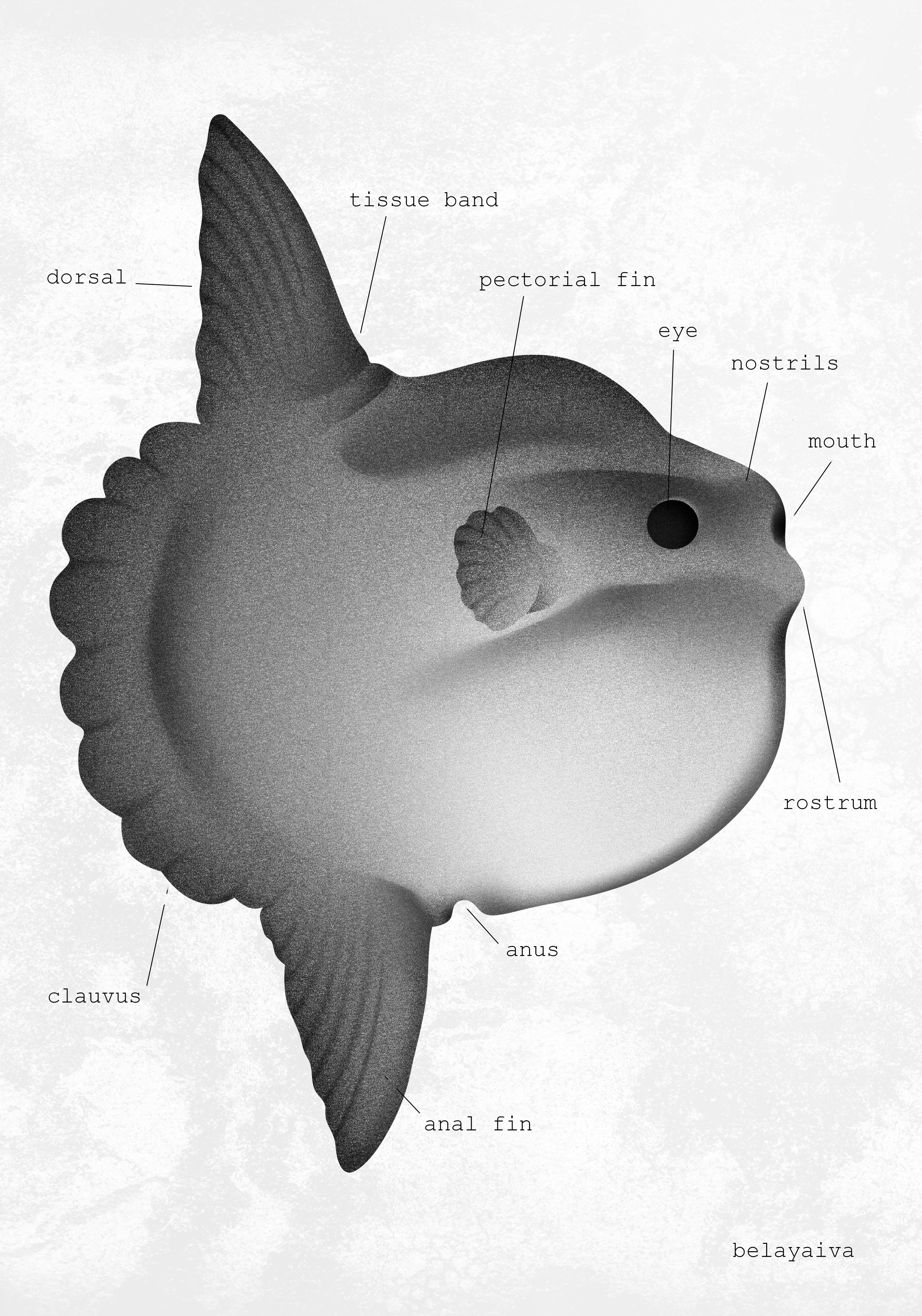 Плакат А4 луна