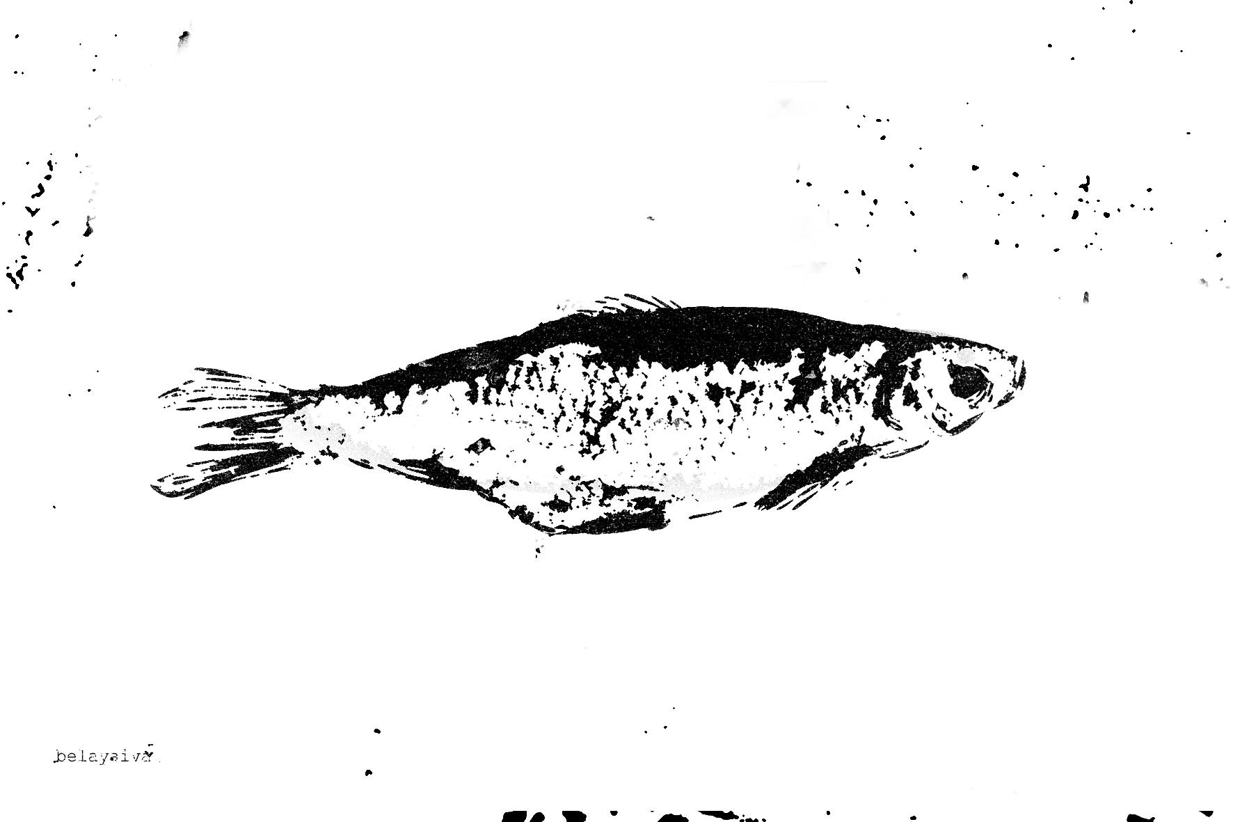 Открытка А6 Вобла