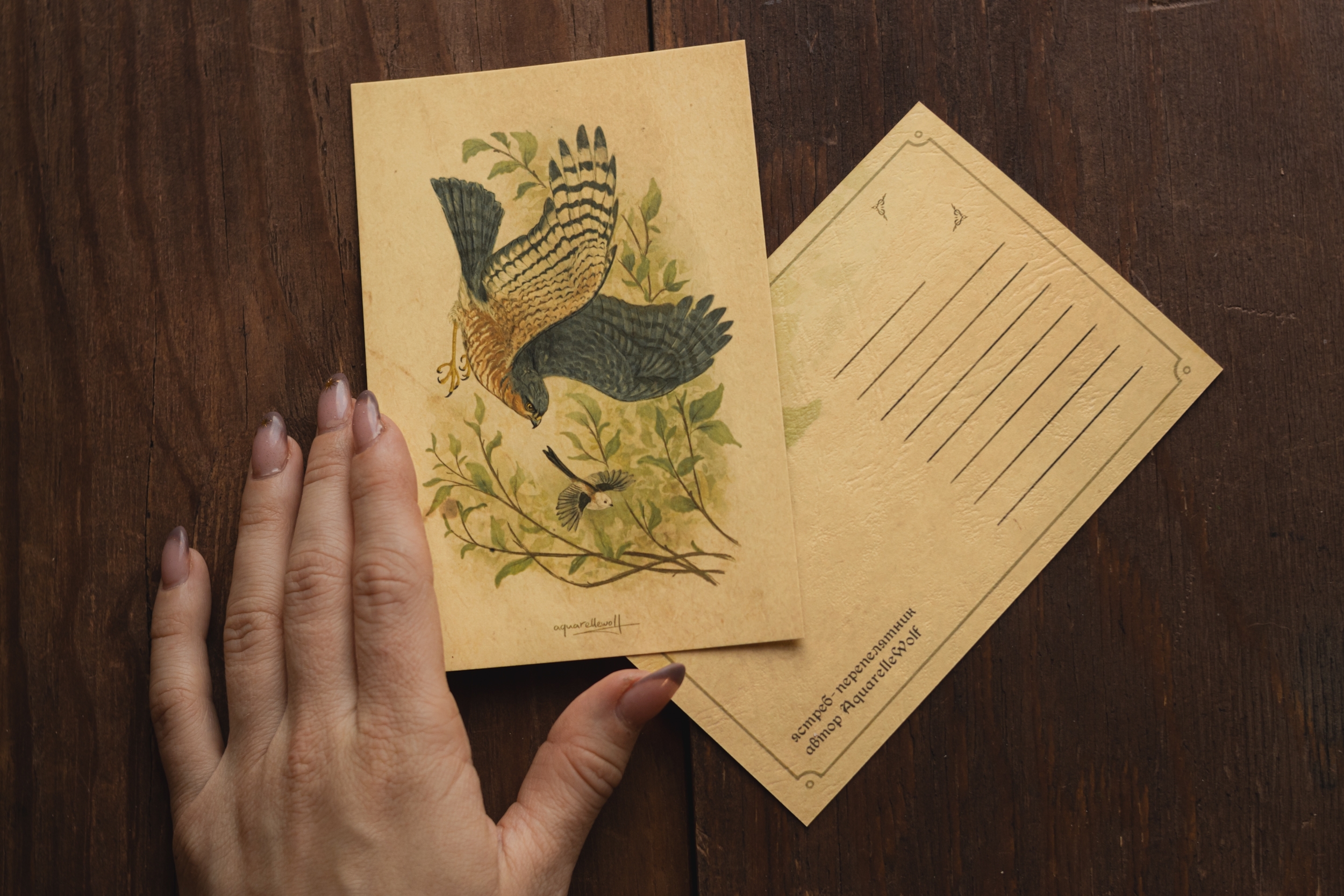 Открытка “Ястреб”