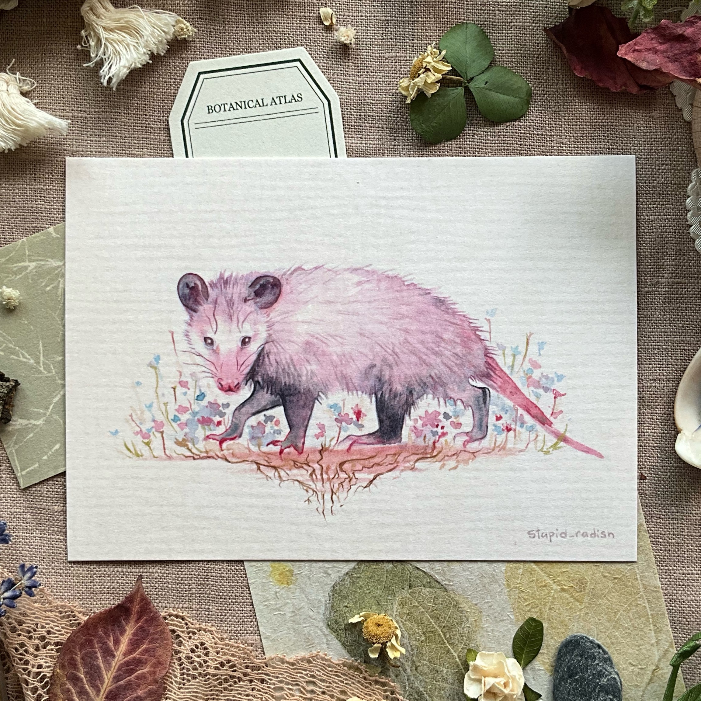 Открытка "Опоссум"