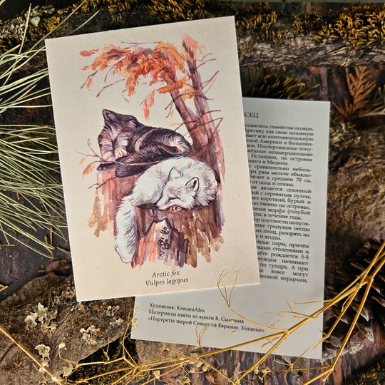 Открытка "Виды. Песец"