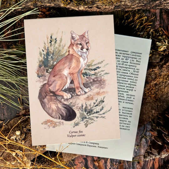 Открытка "Виды. Корсак"