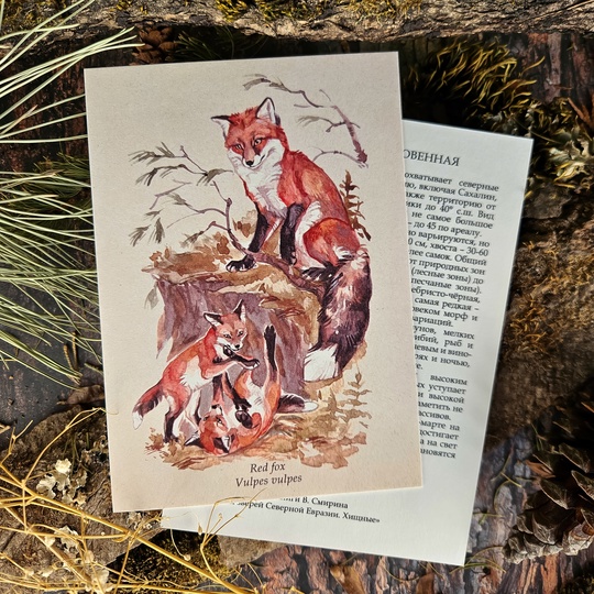 Открытка "Виды. Лисица обыкновенная"