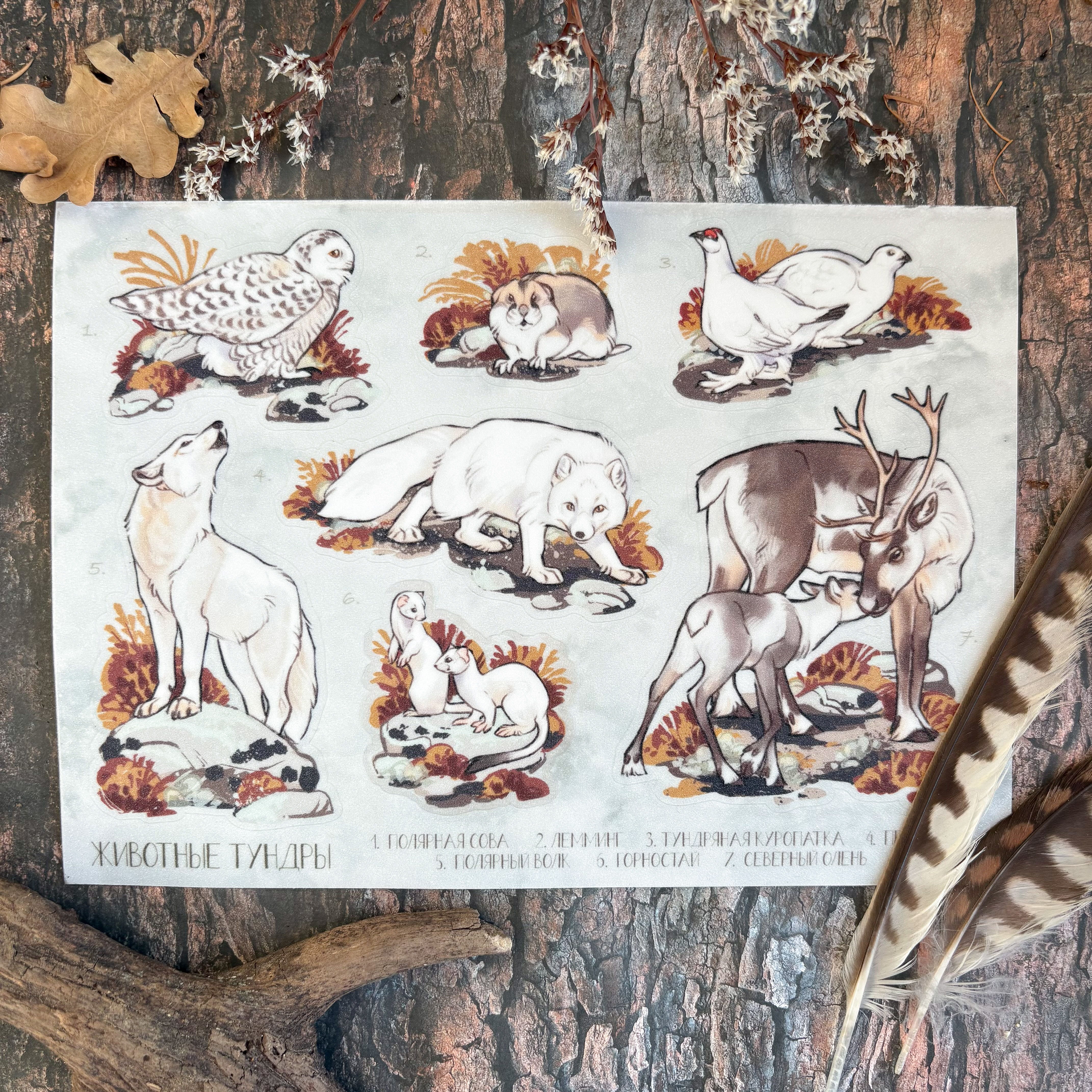 Стикер-пак А5 "Тундра" на прозр.основе
