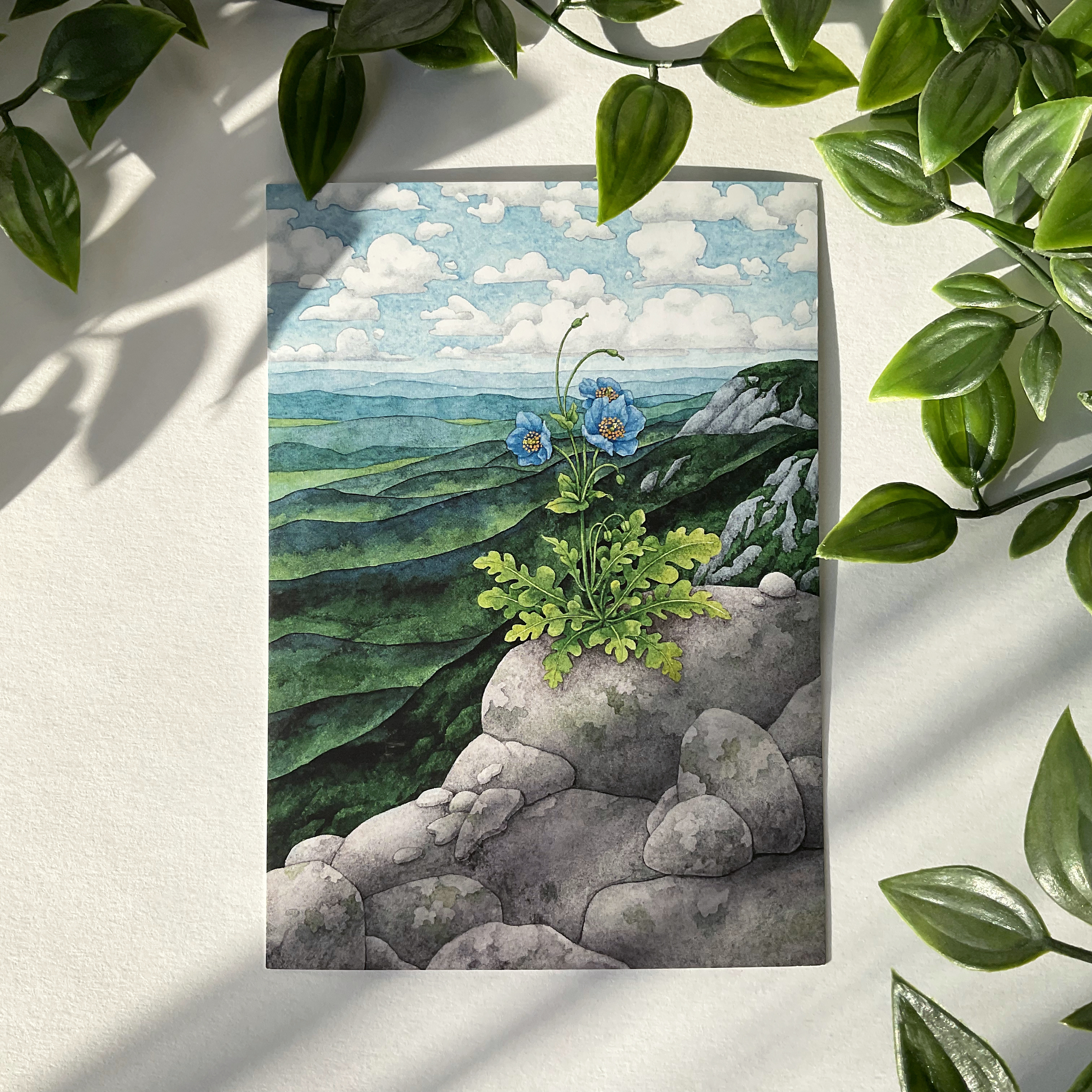 Открытка «Цветок на скале»